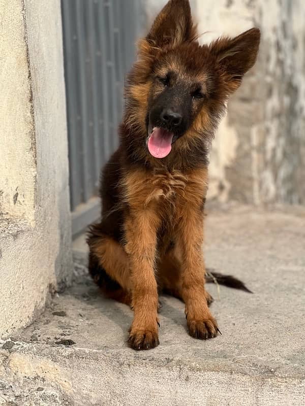 long coat German shepherd puppy 1