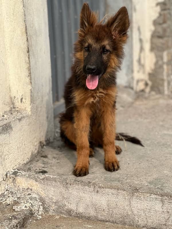 long coat German shepherd puppy 2