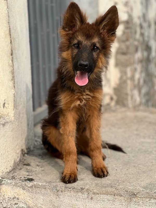 long coat German shepherd puppy 3