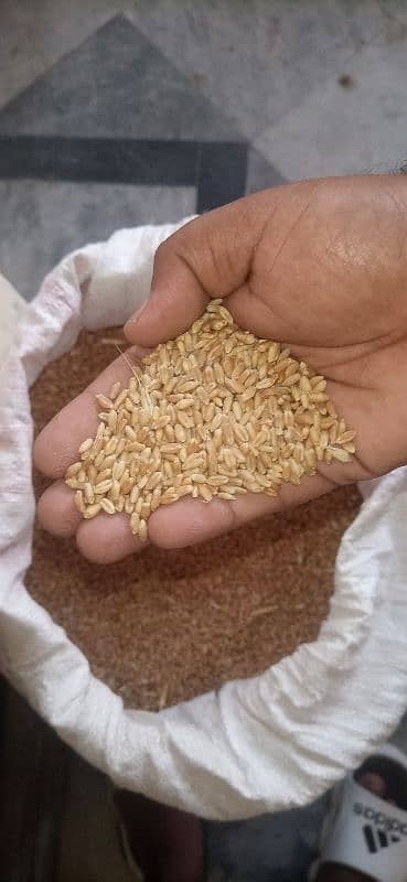 Desi gandum (wheat) (kanack) 1