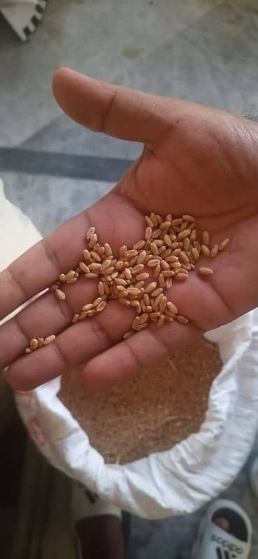 Desi gandum (wheat) (kanack) 2