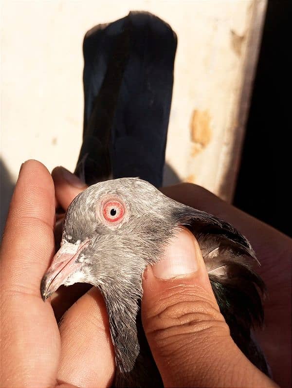 Dub waly pigeon 0