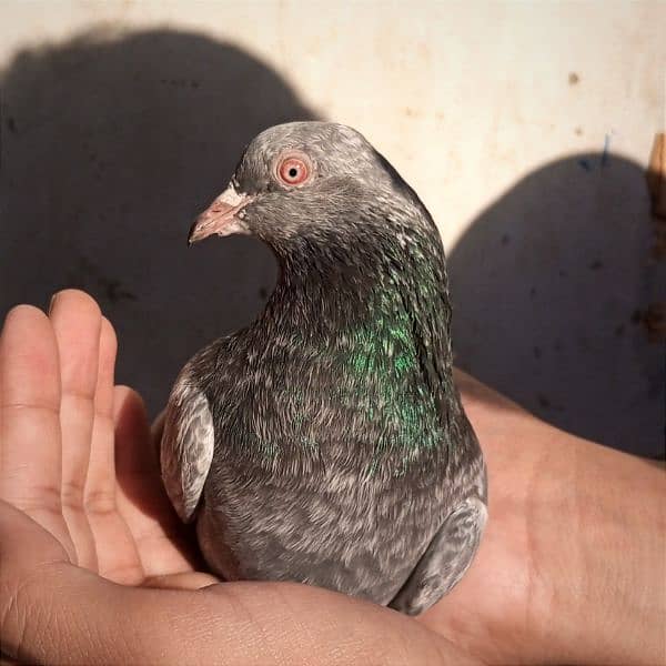 Dub waly pigeon 2