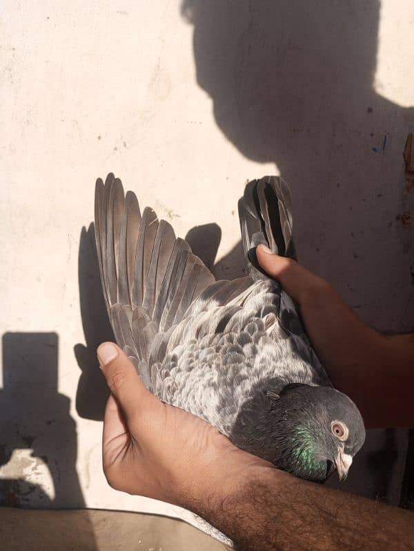 Dub waly pigeon 4