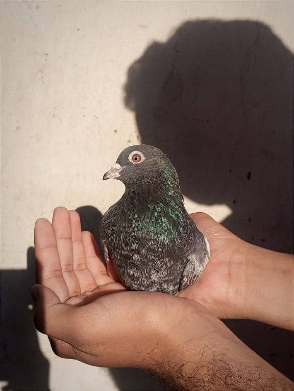 Dub waly pigeon 5