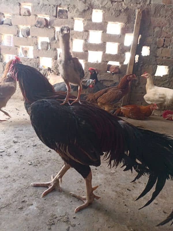 aseel hen for sale 0