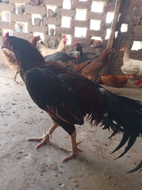 aseel hen for sale 1