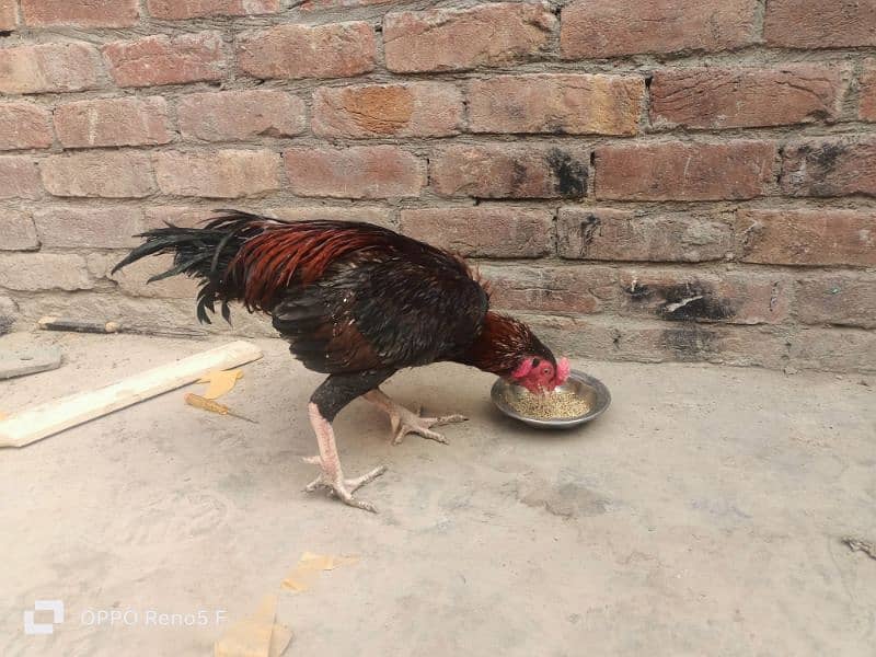 aseel hen for sale 2