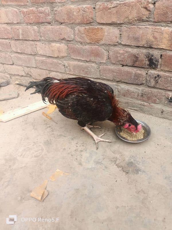 aseel hen for sale 4