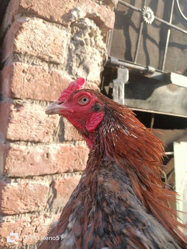 aseel hen for sale 7