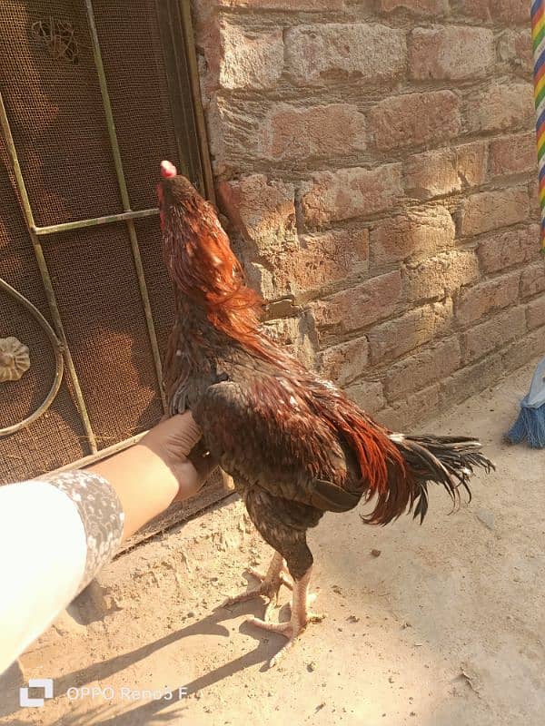 aseel hen for sale 10