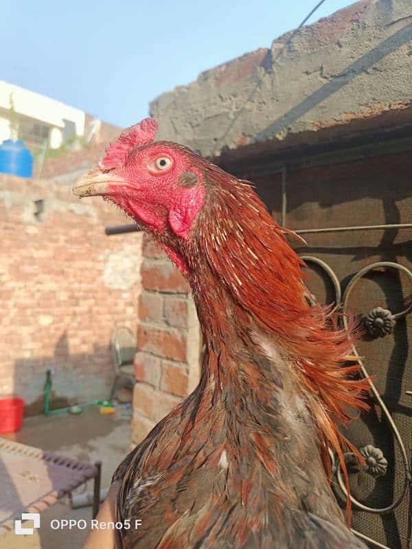 aseel hen for sale 12