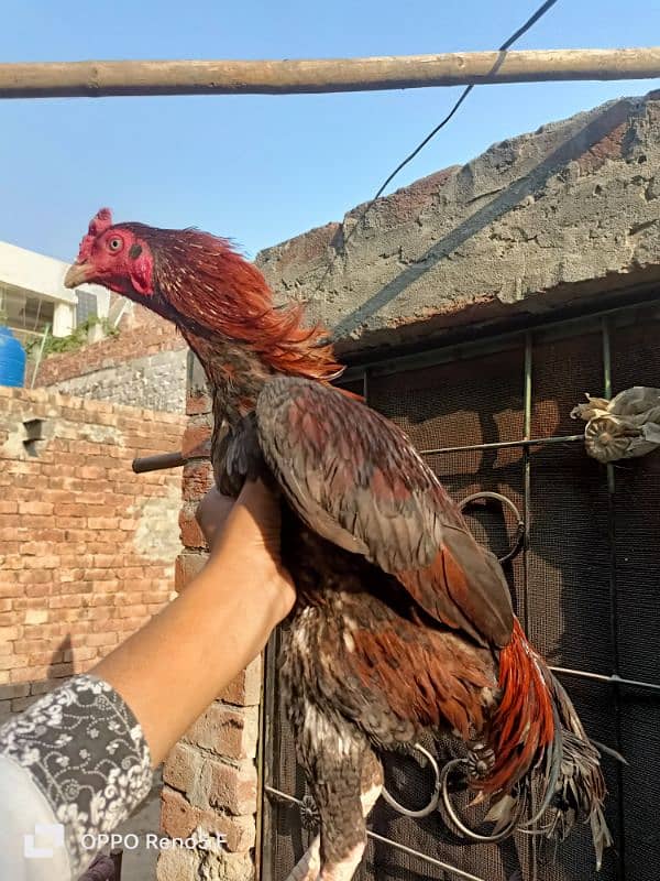 aseel hen for sale 13