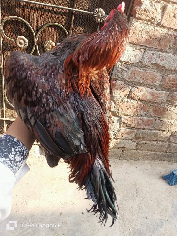 aseel hen for sale 14