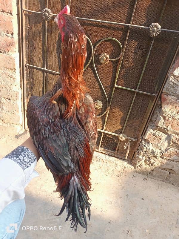 aseel hen for sale 15