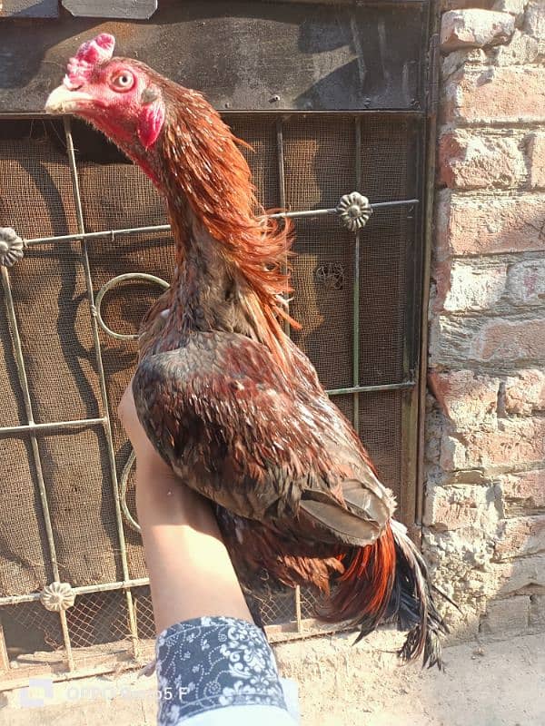 aseel hen for sale 16