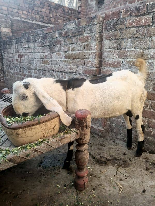 Bakra | Bakra for sale | Goat | Breader | بکرا 0