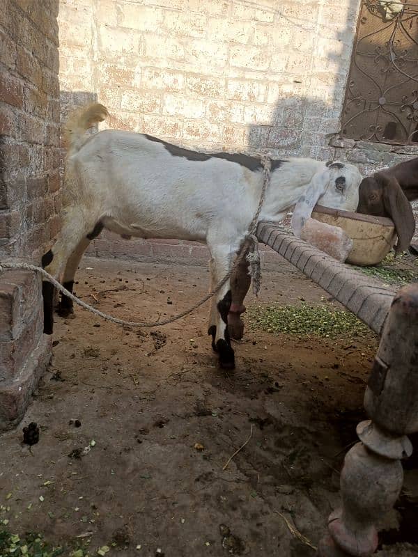 Bakra | Bakra for sale | Goat | Breader | بکرا 1