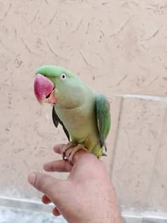 Raw parrot hand tame female