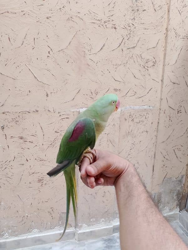 Raw parrot hand tame female 1