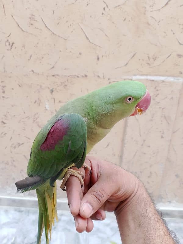 Raw parrot hand tame female 2