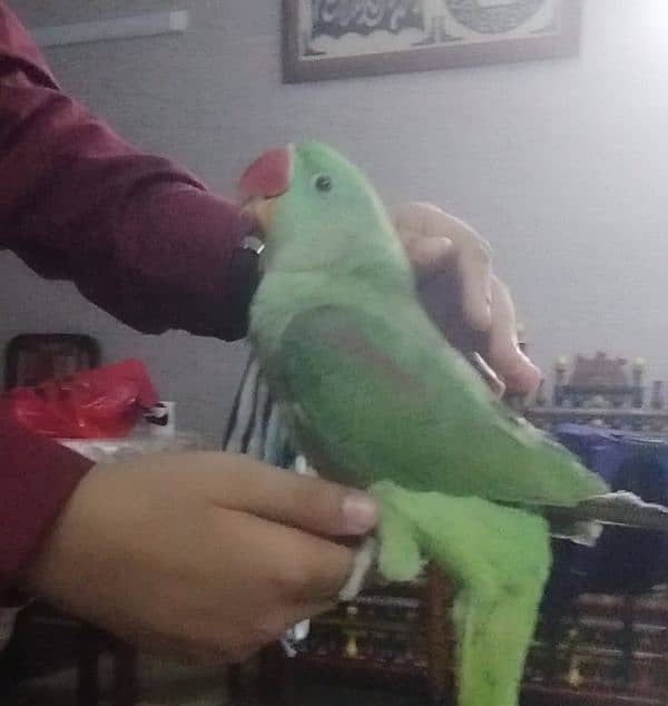 Raw parrot female | Fully tamed 1