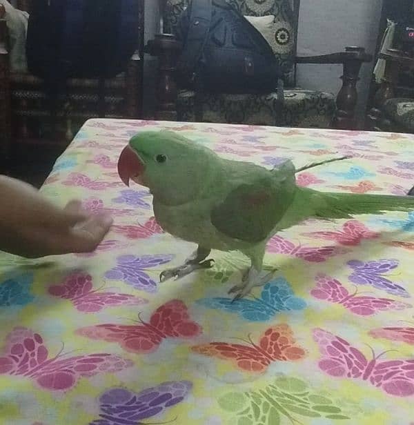 Raw parrot female | Fully tamed 2