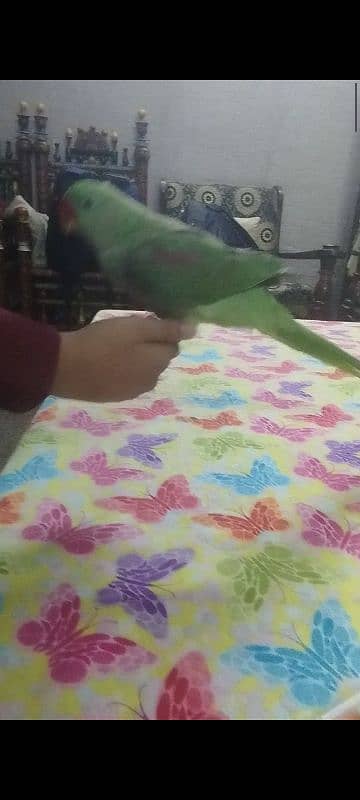 Raw parrot female | Fully tamed 3