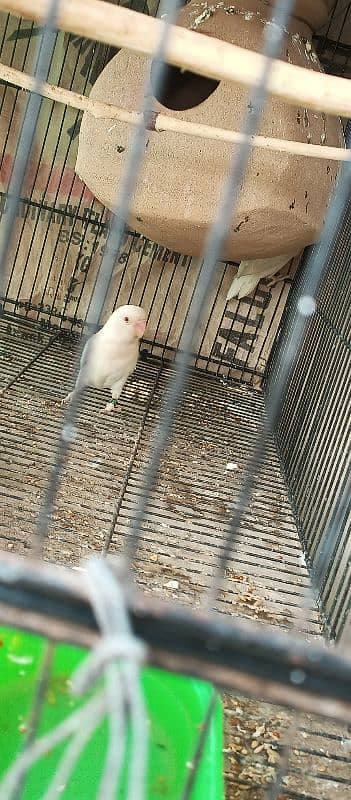 Java Chicks and albino red eye pair 10