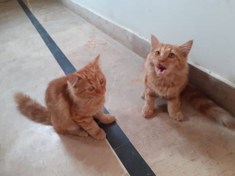 2 Ginger Cats 3 Months 0