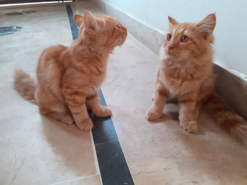 2 Ginger Cats 3 Months 1