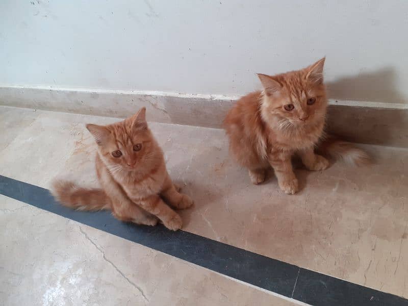 2 Ginger Cats 3 Months 2