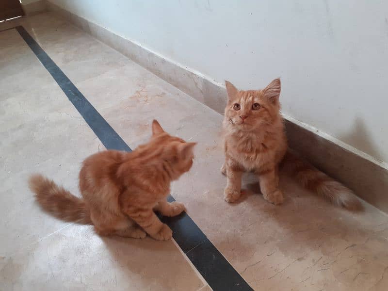 2 Ginger Cats 3 Months 3