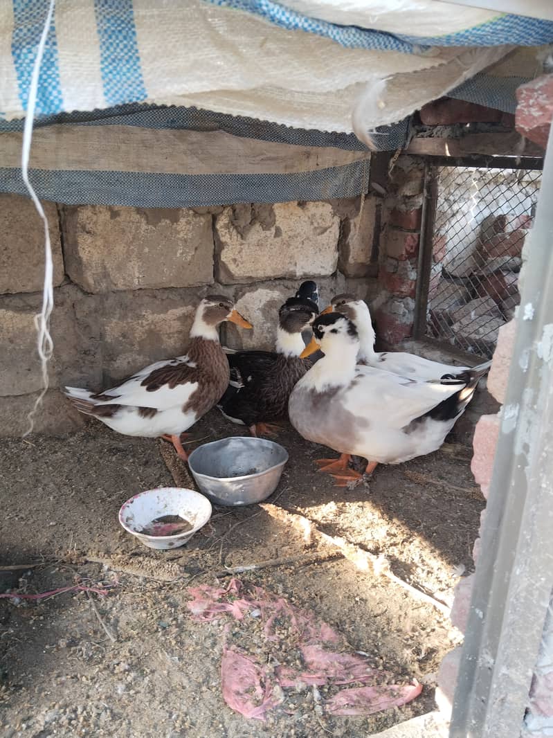 Desi ducks 0