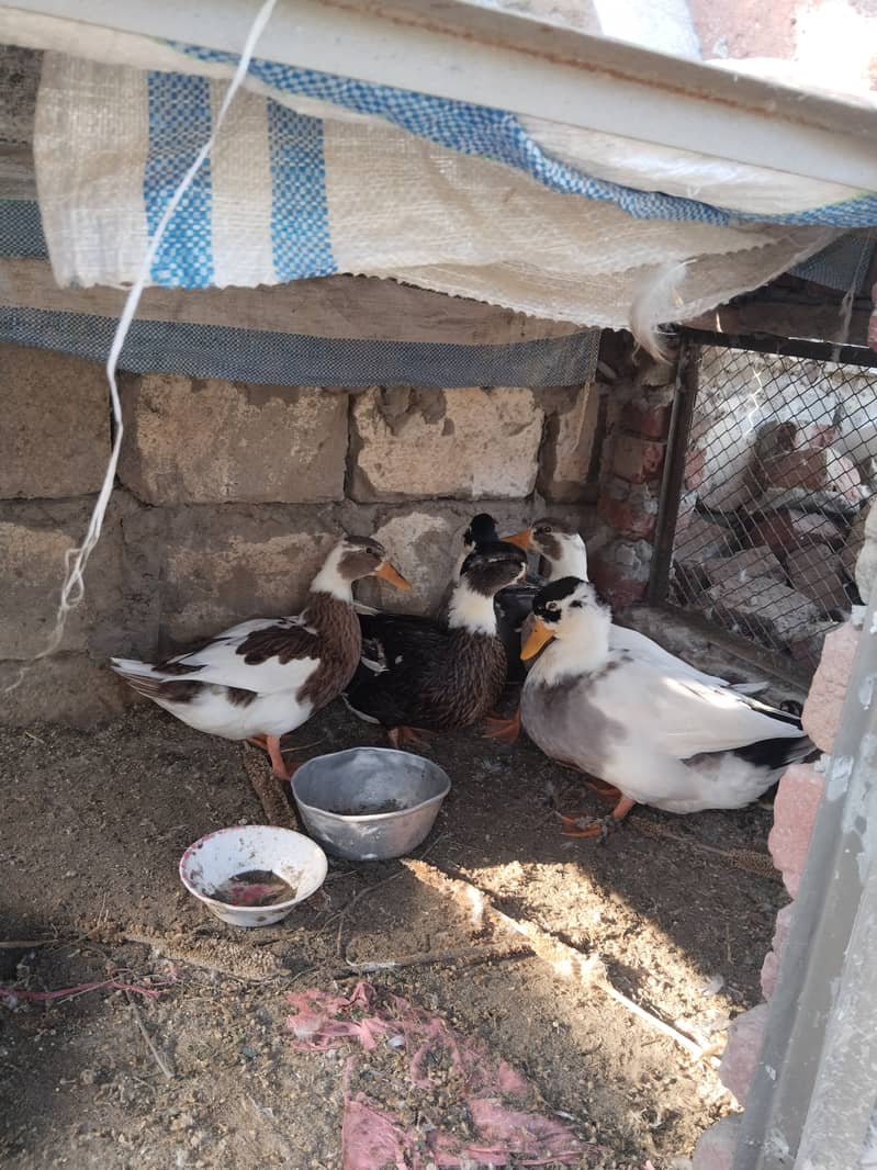 Desi ducks 1