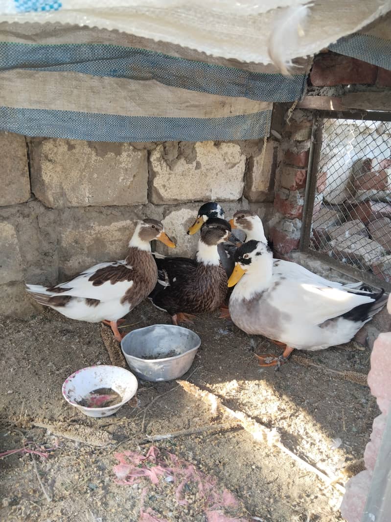 Desi ducks 2