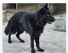 Belgian Shepherd male for saleASAD+92 300 9246009