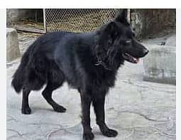 Belgian Shepherd male for saleASAD+92 300 9246009 0