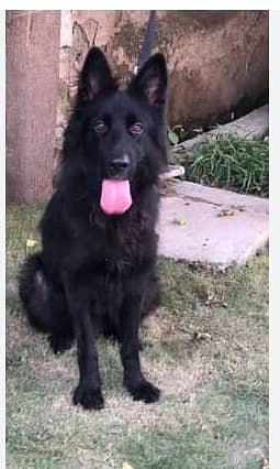 Belgian Shepherd male for saleASAD+92 300 9246009 1