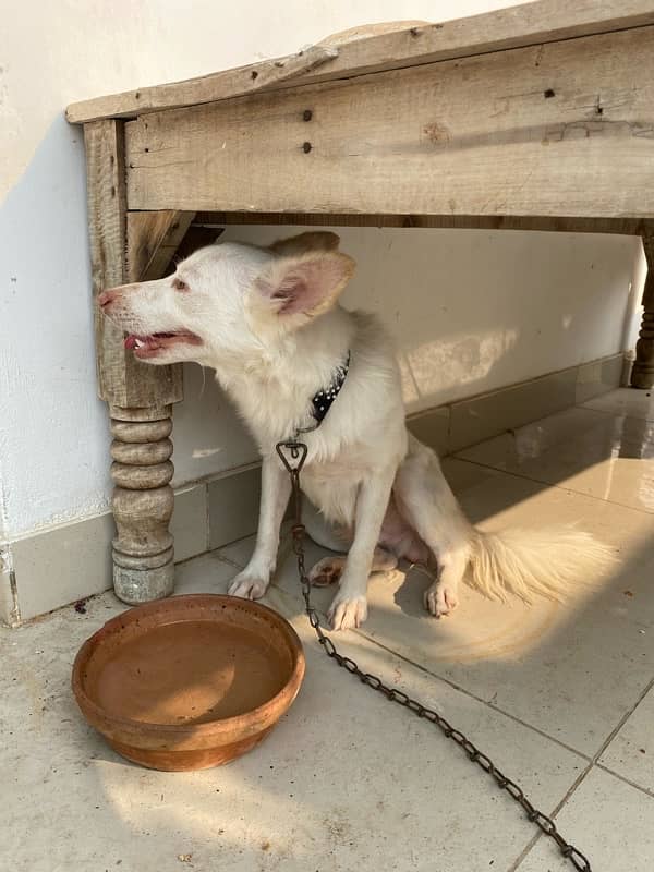 Russain Dog Male Pink nose for Sale 10