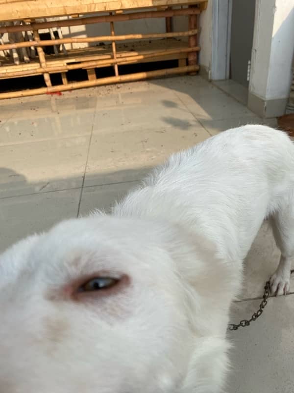 Russain Dog Male Pink nose for Sale 11