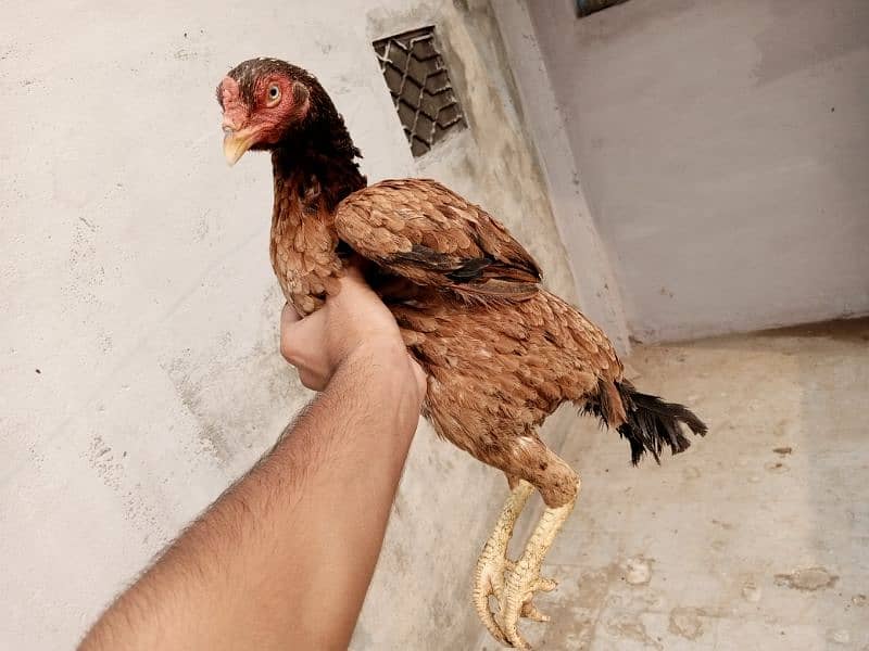 Is pair k 25 days k chicks for sale hai(03052170798) what's 9