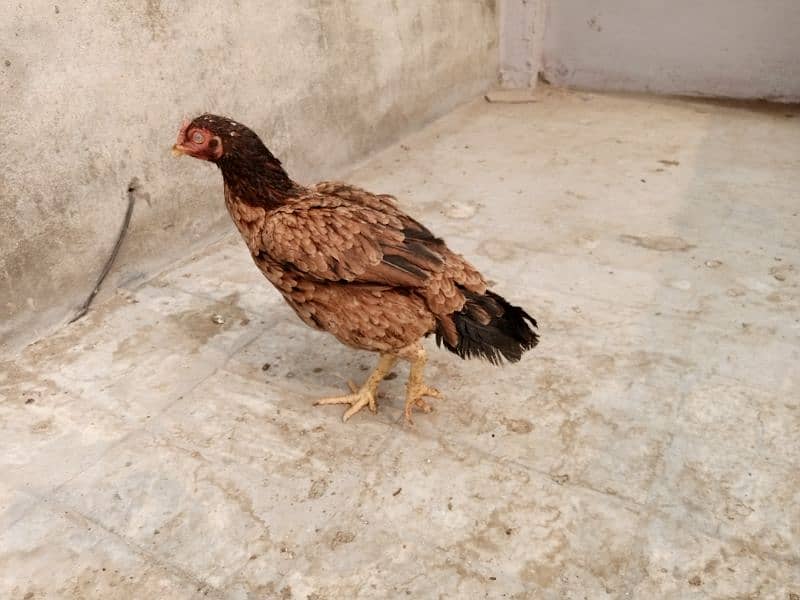 Is pair k 25 days k chicks for sale hai(03052170798) what's 10