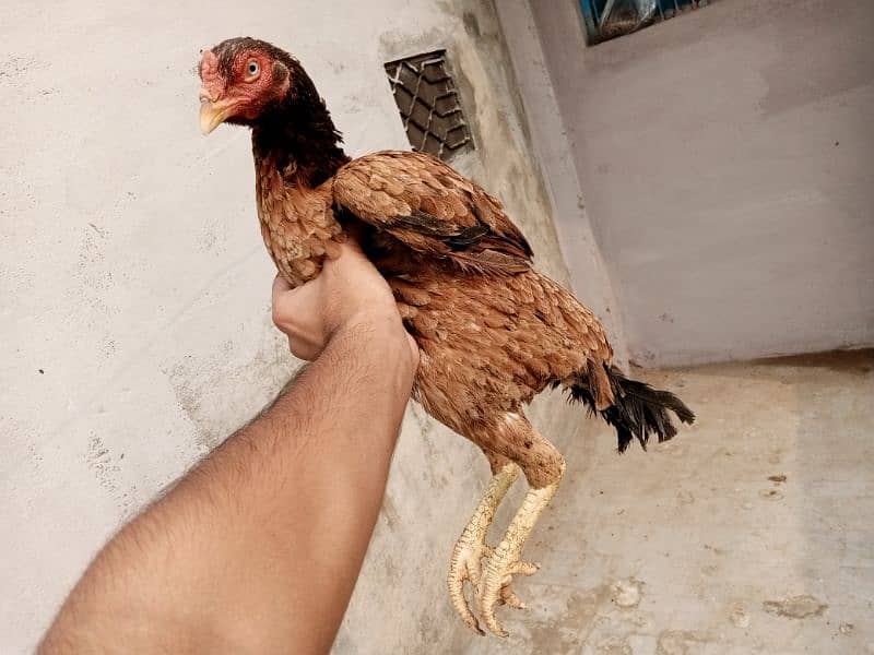 Is pair k 25 days k chicks for sale hai(03052170798) what's 12