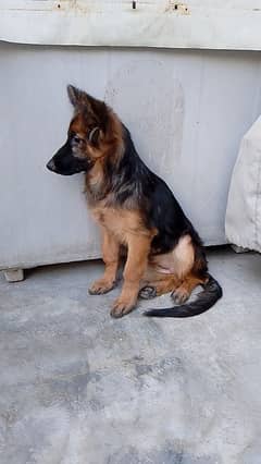 German Shepherd long coat female puppy.