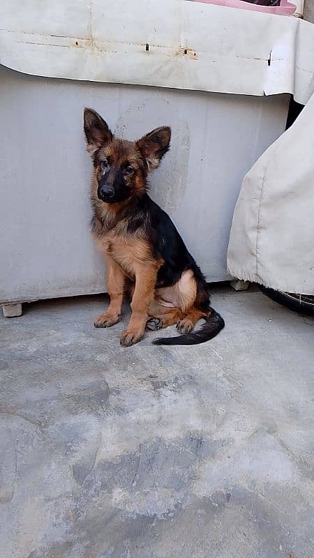 German Shepherd long coat female puppy. 1