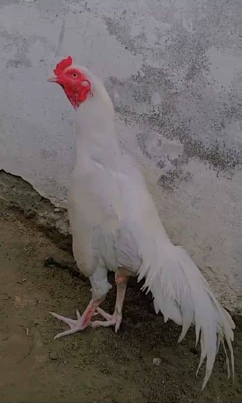 White Aseeel / Aseel / Hens For sale 1