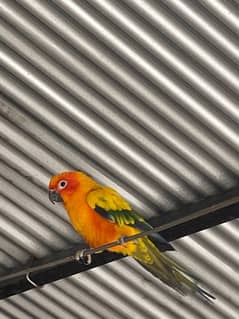 sun conure for sale!