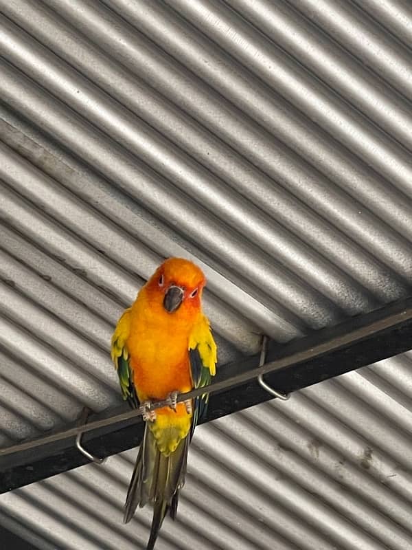 sun conure for sale! 1