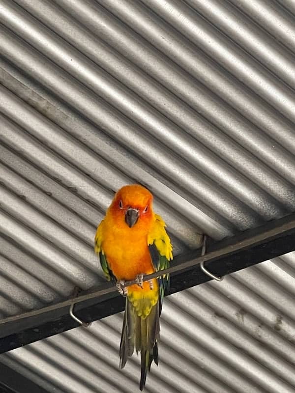 sun conure for sale! 2